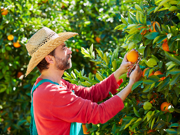 Anbau von Orangen auf Mallorca