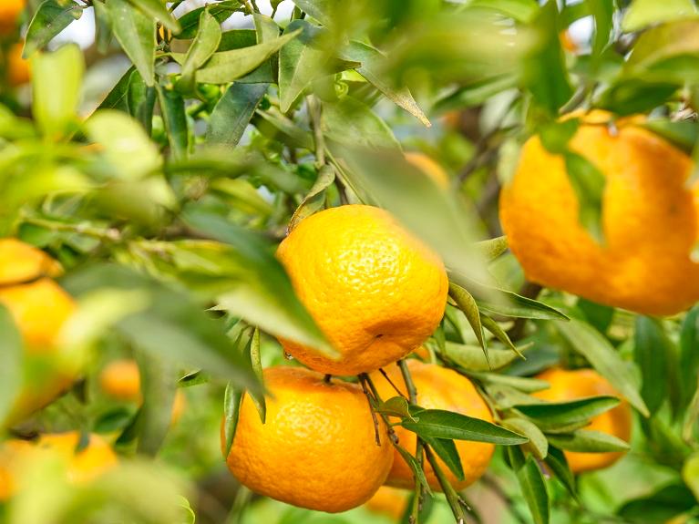 Orangensorten auf Mallorca