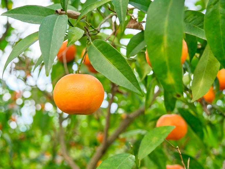 Warum die Orangen von Mallorca gerade jetzt so zuckersüß sind