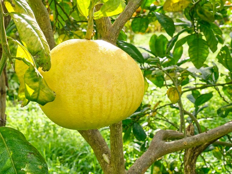 Orangensorten auf Mallorca