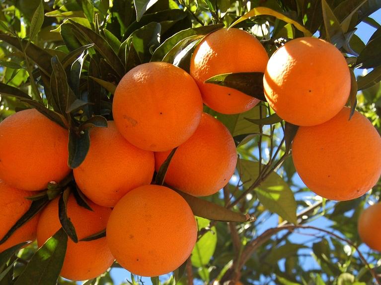 Warum die Orangen von Mallorca gerade jetzt so zuckersüß sind - Mallorca  Zeitung